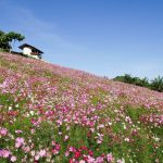 Cosmos-Flower-Field-in-Rayong-05