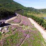 Cosmos-Flower-Field-in-Rayong-06