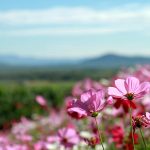 Cosmos-Flower-Field-in-Rayong-07
