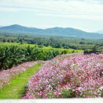 Cosmos-Flower-Field-in-Rayong