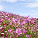 The-flower-fields-on-the-mountain-hills-at-Suan-Lamai