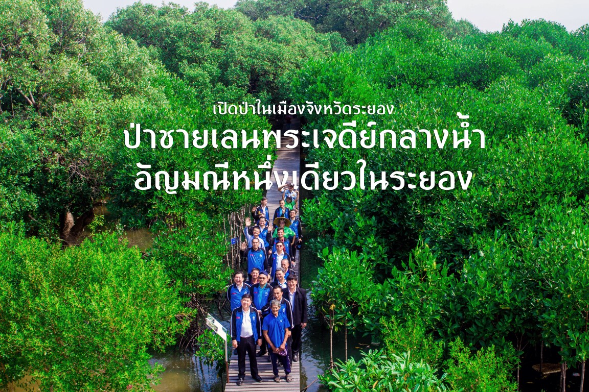 “ป่าชายเลนพระเจดีย์กลางน้ำ อัญมณีหนึ่งเดียวในระยอง” โครงการป่าในเมือง จังหวัดระยอง