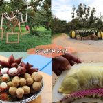 Fruit-Buffet-2018-11