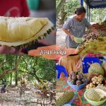 Fruit-Buffet-2018-8