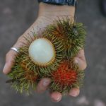 soanpanan-04