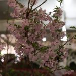IMG_4232