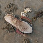 SEA-JUNK-2