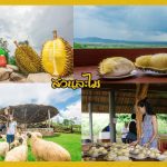 Buffet-Fruit-Rayong–2019-20