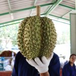 Buffet-Fruit-Rayong–2019-4