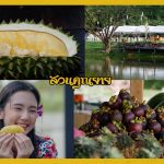 Buffet-Fruit-Rayong–2019-5