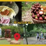 Buffet-Fruit-Rayong–2019-6
