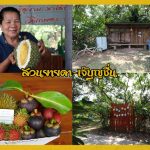 Buffet-Fruit-Rayong–2019-9