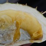 durian_khunyay-04