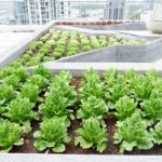 Green-comunity-sansiri