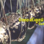 pidthong-01