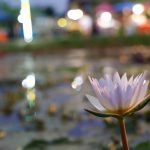 ตลาดสายลมชมบัว-06-Medium
