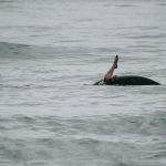 71169876_3069881819753802_7590780784970039296_o