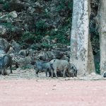 71203047_3099148673493783_9196753736519647232_o