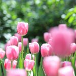 tulip rayong calendar