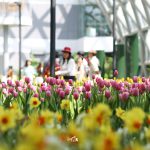 tulip-rayong-calendar-2