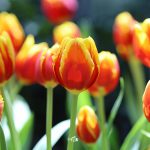 tulip-rayong-calendar-3